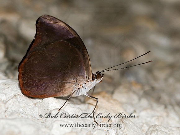 Catonephele orites - Surinam Shoemaker 8009651