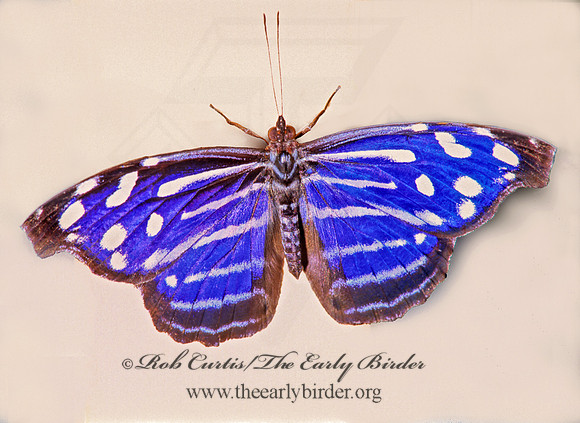 Myscelia cyaniris - Myscalia Bluewing 266815