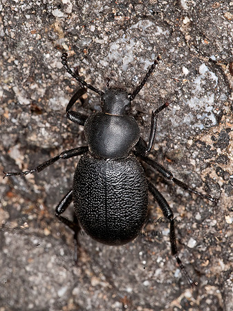 Eleodes (Blapylis) fuchsii DESERT STINK BEETLE 8036778z