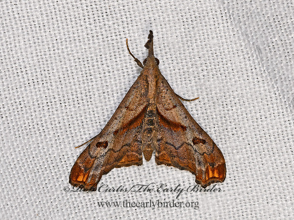 Palthis angulalis  DARK-SPOTTED PALTHIS 3021069z