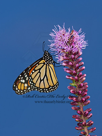 Danaus plexippus - Monarch Butterfly 3003175