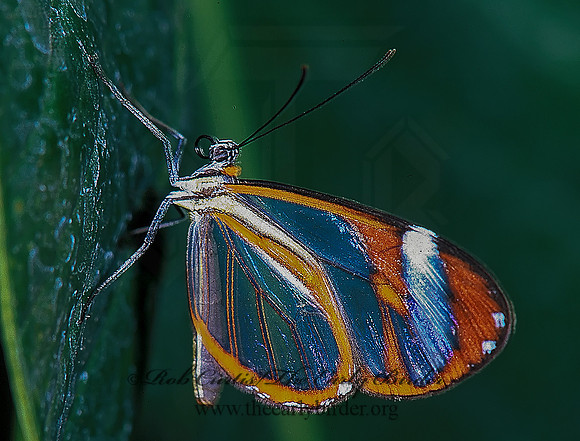 Ithomia patilla 196807 copy