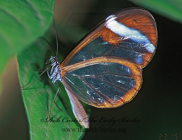 Oleria paula 196720