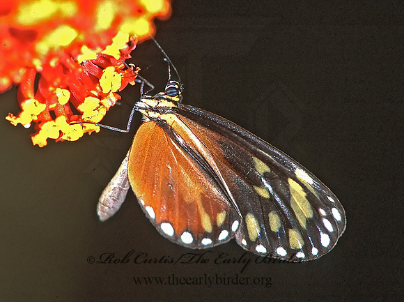 Napeogenes tolosa amara 196735