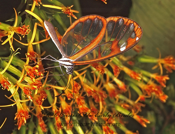 Oleria vicina 203125
