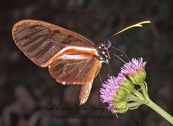 Ithomia xenos 198908