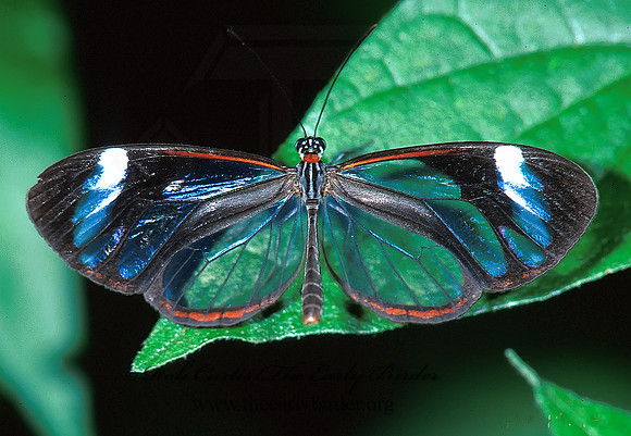 Ithomia patilla 196705