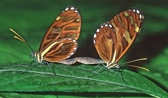 Ithomia heraldica 196731