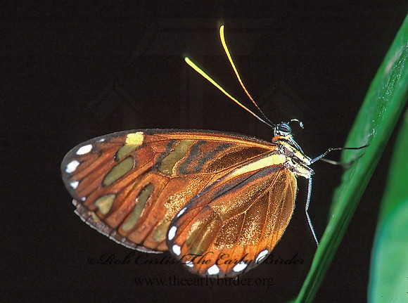 Ithomia heraldica 196708