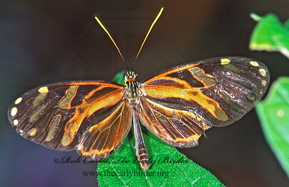 Ithomia heraldica 196719