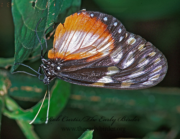 Hyalyris excelsa decumana 196702