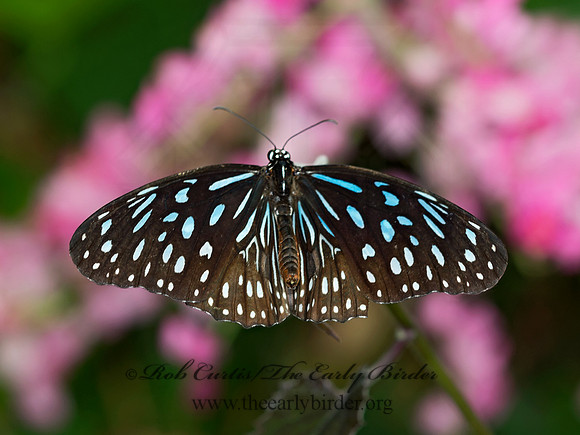 Triumala septtentrionis  DARK BLUE TIGER 9009149