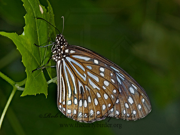 Triumala septtentrionis  DARK BLUE TIGER 8011371