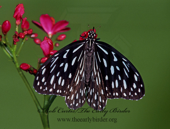 Triumala septtentrionis  DARK BLUE TIGER 267133