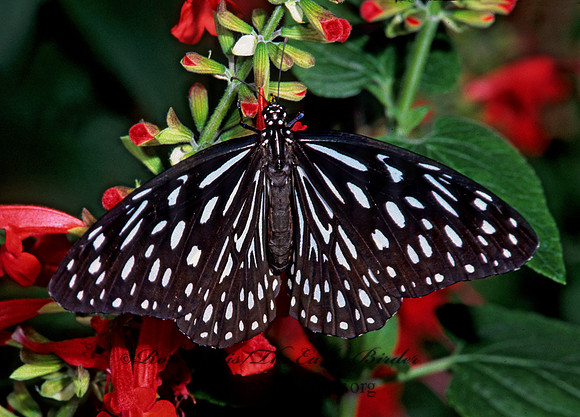 Triumala septtentrionis  DARK BLUE TIGER 267031