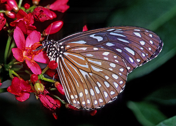Triumala septtentrionis  DARK BLUE TIGER 267136