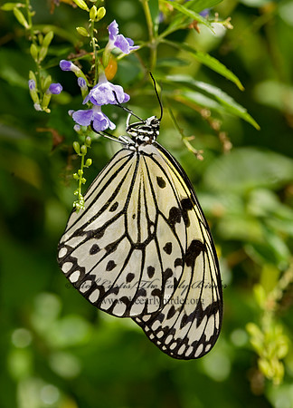 Idea leuconoe  RICE PAPER BUTTERFLY 8006673