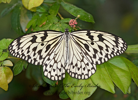 Idea leuconoe  RICE PAPER BUTTERFLY 8009674