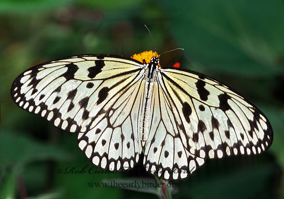 Idea leuconoe  RICE PAPER BUTTERFLY 1114309