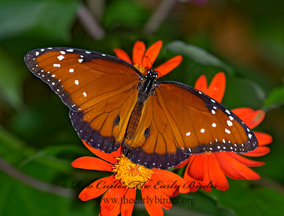 Danaus gilippus  QUEEN 8006688