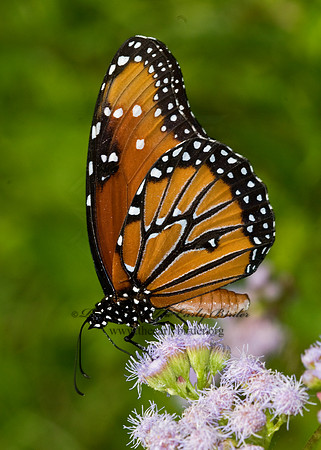 Danaus gilippus  QUEEN 6023982