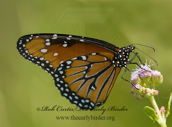 Danaus gilippus  QUEEN 6023964