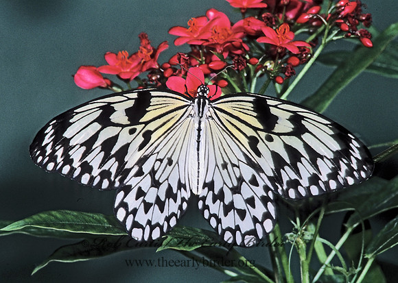 Idea leuconoe  RICE PAPER BUTTERFLY 266536