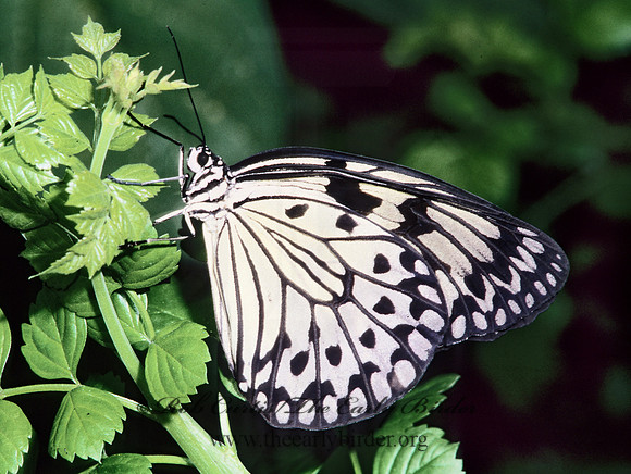 Idea leuconoe  RICE PAPER BUTTERFLY 266810