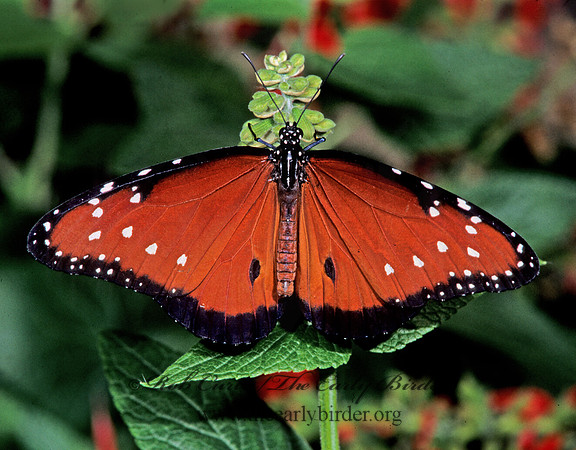 Danaus gilippus  QUEEN 267127