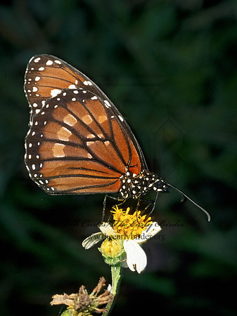 Danaus eresimus  SOLDIER 260337
