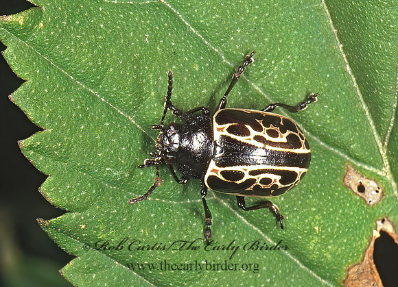 Calligrapha elegantula 202411z