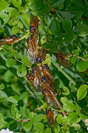 Magicicada cassinii CASSINI'S PERIODICAL CICADA 9088147 z