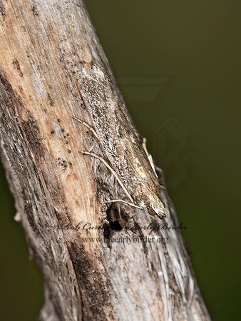 Phycitini  PYRALID MOTH 9047693z
