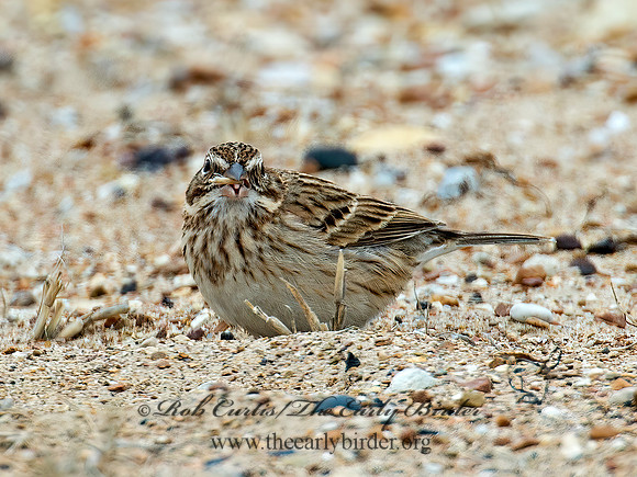 Pooecetes gramineus  VESPER SPARROW  9009470z