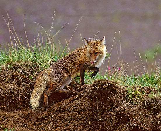 Vulpes vulpes  RED FOX 241016z
