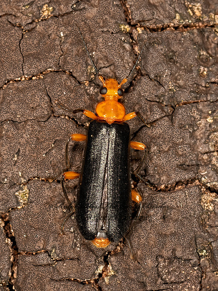 Neopyrochroa femoralis  FIRE-COLORED BEETLE 9068620z