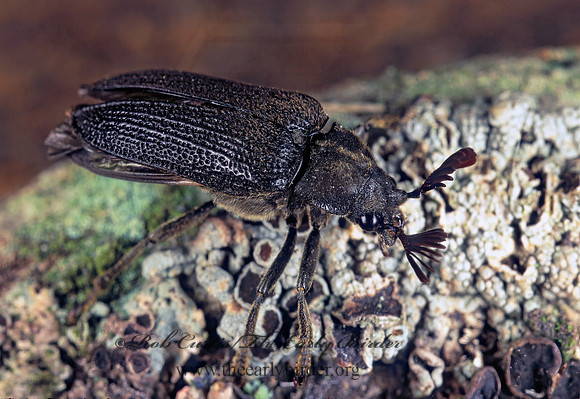 Sandalus petrophya  CEDAR BEETLE 278025z