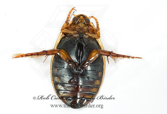 Acilius semisulcatus  ACILIINI DIVING BEETLE 5016512z
