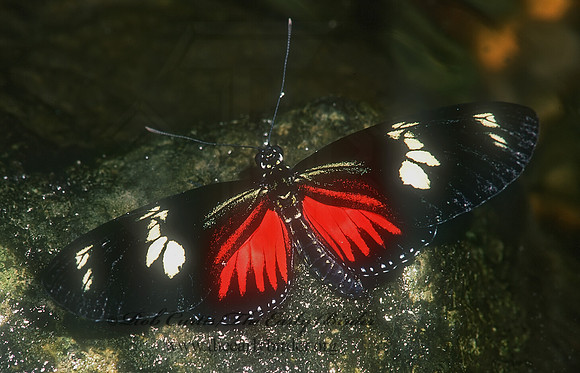 266221 heliconian