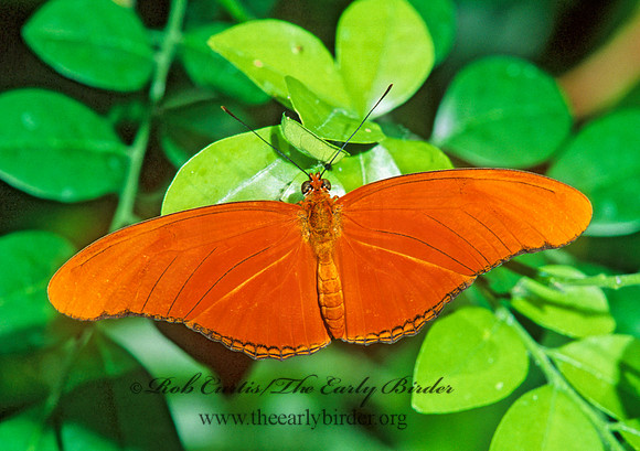 Dryas julia - Julia 266315