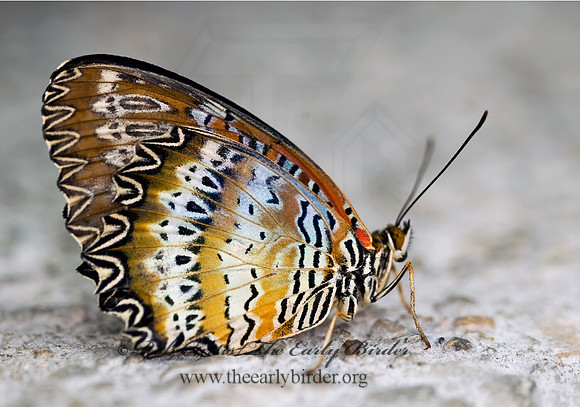 Cethosia cyane  LEOPARD LACEWING 8006617