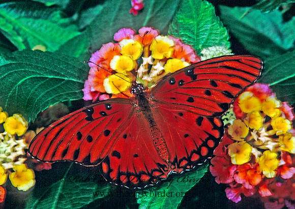 Agraulis vanillae - Gulf Fritillary 268426
