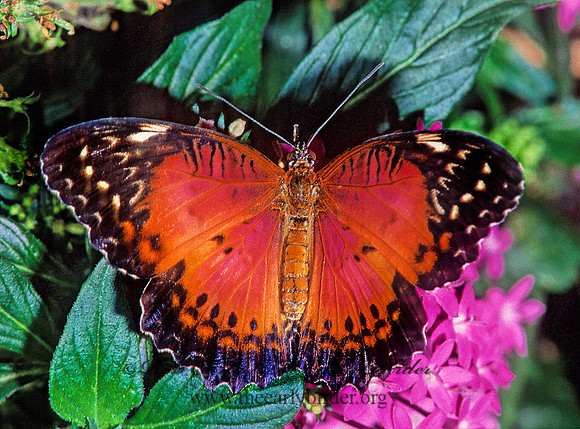 Cethosia biblis  RED LACEWING 266529
