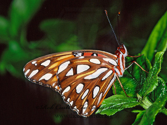 Agraulis vanillae - Gulf Fritillary 268318