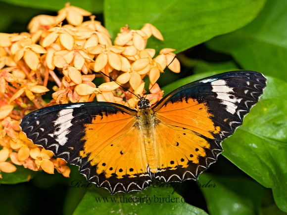 Cethosia cyane  LEOPARD LACEWING 8009614