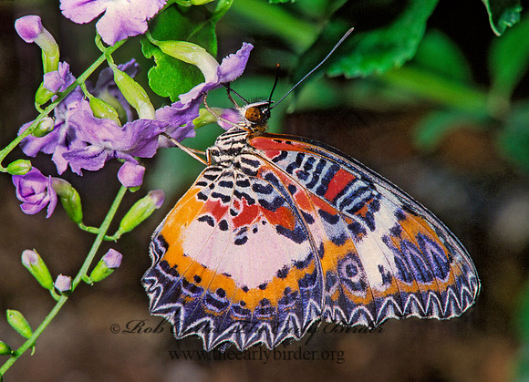 Cethosia biblis  RED LACEWING 266423