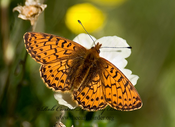 Boloria characlea - Arctic Fritillary 6027292
