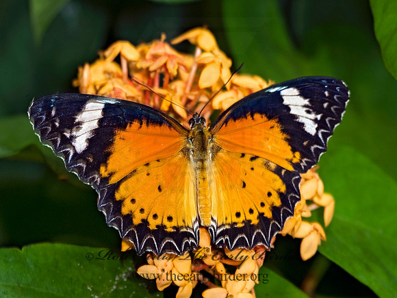 Cethosia cyane  LEOPARD LACEWING 8009615