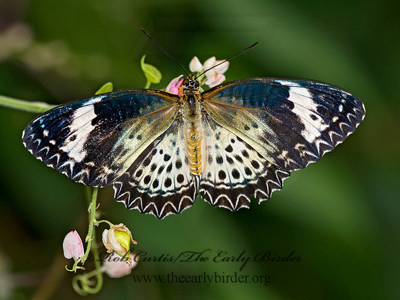 Cethosia cyane  LEOPARD LACEWING 8009629