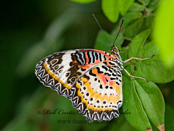 Cethosia cyane  LEOPARD LACEWING 8009624